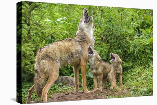 Minnesota, Minnesota Wildlife Connection. Coyote and Pups Howling-Rona Schwarz-Stretched Canvas