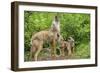 Minnesota, Minnesota Wildlife Connection. Coyote and Pups Howling-Rona Schwarz-Framed Photographic Print