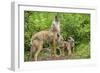 Minnesota, Minnesota Wildlife Connection. Coyote and Pups Howling-Rona Schwarz-Framed Photographic Print