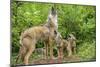 Minnesota, Minnesota Wildlife Connection. Coyote and Pups Howling-Rona Schwarz-Mounted Photographic Print