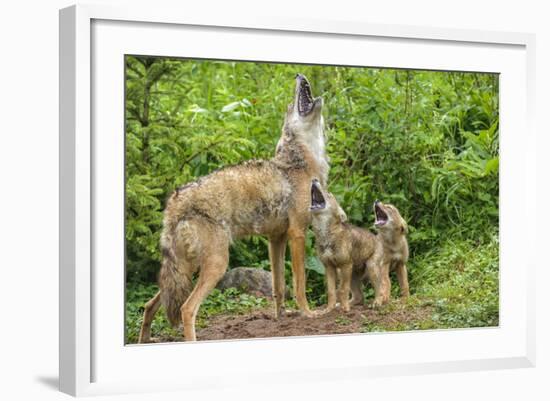 Minnesota, Minnesota Wildlife Connection. Coyote and Pups Howling-Rona Schwarz-Framed Photographic Print