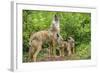 Minnesota, Minnesota Wildlife Connection. Coyote and Pups Howling-Rona Schwarz-Framed Photographic Print