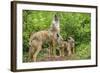 Minnesota, Minnesota Wildlife Connection. Coyote and Pups Howling-Rona Schwarz-Framed Photographic Print