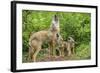 Minnesota, Minnesota Wildlife Connection. Coyote and Pups Howling-Rona Schwarz-Framed Photographic Print