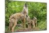 Minnesota, Minnesota Wildlife Connection. Coyote and Pups Howling-Rona Schwarz-Mounted Photographic Print