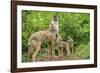 Minnesota, Minnesota Wildlife Connection. Coyote and Pups Howling-Rona Schwarz-Framed Photographic Print