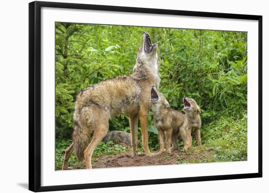 Minnesota, Minnesota Wildlife Connection. Coyote and Pups Howling-Rona Schwarz-Framed Photographic Print