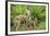 Minnesota, Minnesota Wildlife Connection. Coyote and Pups Howling-Rona Schwarz-Framed Photographic Print