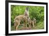 Minnesota, Minnesota Wildlife Connection. Coyote and Pups Howling-Rona Schwarz-Framed Photographic Print