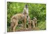 Minnesota, Minnesota Wildlife Connection. Coyote and Pups Howling-Rona Schwarz-Framed Photographic Print