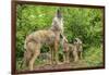 Minnesota, Minnesota Wildlife Connection. Coyote and Pups Howling-Rona Schwarz-Framed Photographic Print