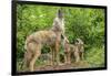 Minnesota, Minnesota Wildlife Connection. Coyote and Pups Howling-Rona Schwarz-Framed Photographic Print