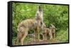 Minnesota, Minnesota Wildlife Connection. Coyote and Pups Howling-Rona Schwarz-Framed Stretched Canvas