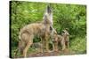 Minnesota, Minnesota Wildlife Connection. Coyote and Pups Howling-Rona Schwarz-Stretched Canvas