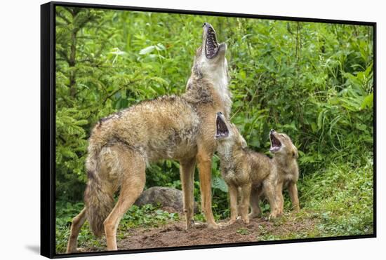 Minnesota, Minnesota Wildlife Connection. Coyote and Pups Howling-Rona Schwarz-Framed Stretched Canvas