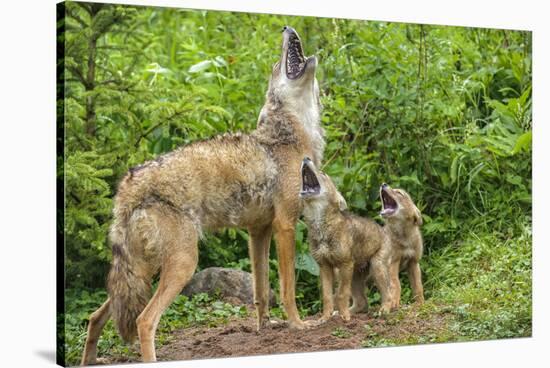 Minnesota, Minnesota Wildlife Connection. Coyote and Pups Howling-Rona Schwarz-Stretched Canvas