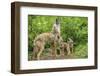 Minnesota, Minnesota Wildlife Connection. Coyote and Pups Howling-Rona Schwarz-Framed Photographic Print