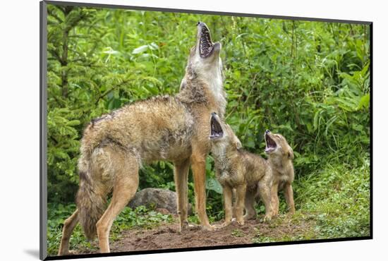 Minnesota, Minnesota Wildlife Connection. Coyote and Pups Howling-Rona Schwarz-Mounted Photographic Print