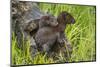 Minnesota, Minnesota Wildlife Connection. Mink Kits in Log-Rona Schwarz-Mounted Photographic Print