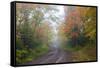 Minnesota, Pat Bayle State Forest. Fall color along road through forest-Jamie & Judy Wild-Framed Stretched Canvas