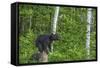 Minnesota, Sandstone, Black Bear Cub on Tree Stump-Rona Schwarz-Framed Stretched Canvas