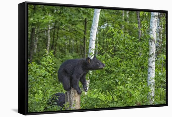 Minnesota, Sandstone, Black Bear Cub on Tree Stump-Rona Schwarz-Framed Stretched Canvas