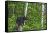 Minnesota, Sandstone, Black Bear Cub on Tree Stump-Rona Schwarz-Framed Stretched Canvas