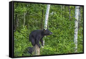Minnesota, Sandstone, Black Bear Cub on Tree Stump-Rona Schwarz-Framed Stretched Canvas