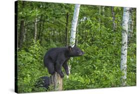 Minnesota, Sandstone, Black Bear Cub on Tree Stump-Rona Schwarz-Stretched Canvas