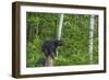 Minnesota, Sandstone, Black Bear Cub on Tree Stump-Rona Schwarz-Framed Photographic Print