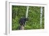 Minnesota, Sandstone, Black Bear Cub on Tree Stump-Rona Schwarz-Framed Photographic Print