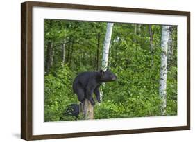 Minnesota, Sandstone, Black Bear Cub on Tree Stump-Rona Schwarz-Framed Photographic Print