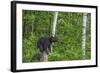 Minnesota, Sandstone, Black Bear Cub on Tree Stump-Rona Schwarz-Framed Photographic Print