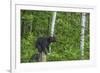 Minnesota, Sandstone, Black Bear Cub on Tree Stump-Rona Schwarz-Framed Photographic Print