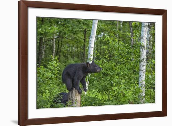 Minnesota, Sandstone, Black Bear Cub on Tree Stump-Rona Schwarz-Framed Photographic Print