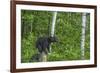 Minnesota, Sandstone, Black Bear Cub on Tree Stump-Rona Schwarz-Framed Photographic Print