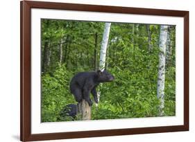 Minnesota, Sandstone, Black Bear Cub on Tree Stump-Rona Schwarz-Framed Photographic Print