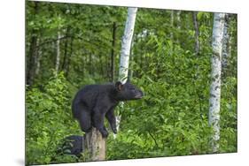 Minnesota, Sandstone, Black Bear Cub on Tree Stump-Rona Schwarz-Mounted Photographic Print