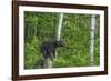 Minnesota, Sandstone, Black Bear Cub on Tree Stump-Rona Schwarz-Framed Photographic Print