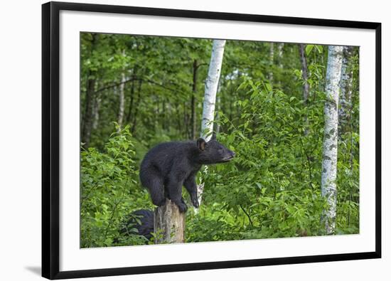 Minnesota, Sandstone, Black Bear Cub on Tree Stump-Rona Schwarz-Framed Photographic Print