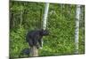 Minnesota, Sandstone, Black Bear Cub on Tree Stump-Rona Schwarz-Mounted Photographic Print