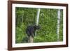 Minnesota, Sandstone, Black Bear Cub on Tree Stump-Rona Schwarz-Framed Photographic Print