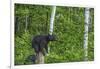 Minnesota, Sandstone, Black Bear Cub on Tree Stump-Rona Schwarz-Framed Photographic Print