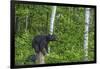 Minnesota, Sandstone, Black Bear Cub on Tree Stump-Rona Schwarz-Framed Photographic Print