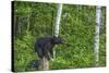 Minnesota, Sandstone, Black Bear Cub on Tree Stump-Rona Schwarz-Stretched Canvas
