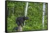 Minnesota, Sandstone, Black Bear Cub on Tree Stump-Rona Schwarz-Framed Stretched Canvas