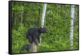 Minnesota, Sandstone, Black Bear Cub on Tree Stump-Rona Schwarz-Framed Stretched Canvas