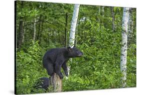 Minnesota, Sandstone, Black Bear Cub on Tree Stump-Rona Schwarz-Stretched Canvas