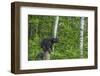 Minnesota, Sandstone, Black Bear Cub on Tree Stump-Rona Schwarz-Framed Photographic Print