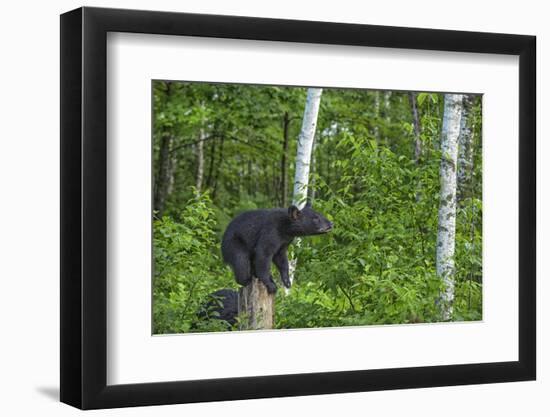 Minnesota, Sandstone, Black Bear Cub on Tree Stump-Rona Schwarz-Framed Photographic Print